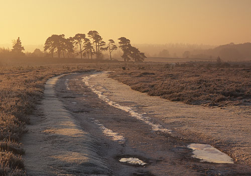 New Forest Landscapes : Winter Dawn at Shatterford Bottom