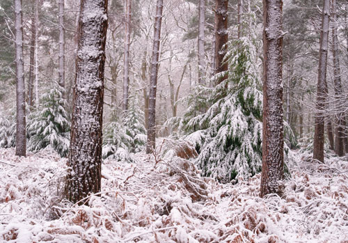 New Forest Landscapes : Snow at Ferny Knap Inclosure