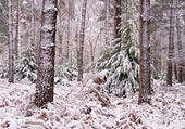 Snow at Ferny Knap Inclosure image ref 411