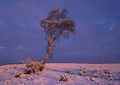 Snowy Birch near Beaulieu Road image ref 200