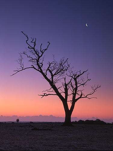 New Forest Landscapes : Stark Tree and Crescent Moon at Backley