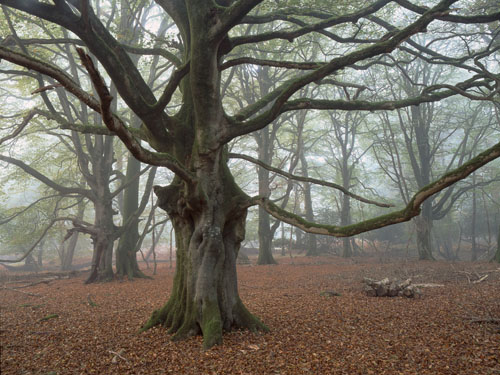 New Forest Landscapes : Beech Tree in Brinken Wood