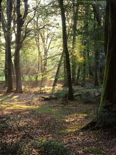 New Forest Landscapes : Stubbs Wood in Summer