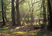 Sunlight in Stubbs Wood image ref 186