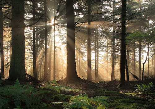New Forest image: Sunrays in Bolderwood