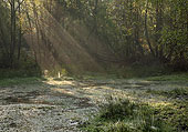 Sunrays at Mogshade Hill image ref 361