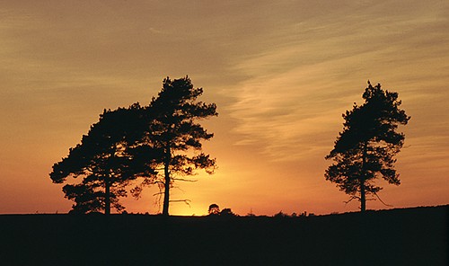 About The New Forest : Pine Trees at Sunset