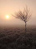 Heathland Birch at Sunrise
image ref 216