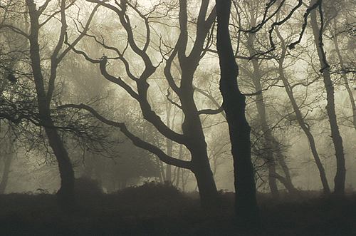 New Forest Landscapes : Winter Tree Silhouettes