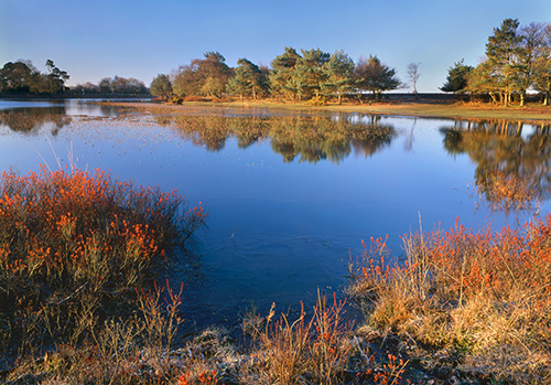New Forest Landscapes : Winter Sunshine at Hatchet Pond