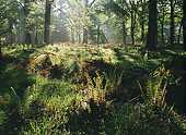 Woodland Ferns in Spring image ref 33