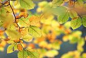 Autumn Beech Leaves image ref 113