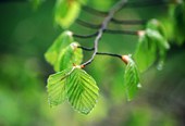 Spring Beech Leaves (Fagus sylvatica) image ref 99