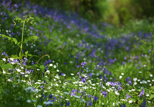 Nature in the New Forest : Bluebells and Stitchwort at Exbury