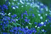 Bluebells and Greater Stitchwort image ref 154