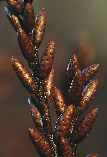 Nature in the New Forest : Bog Myrtle Catkins (Myrica gale)