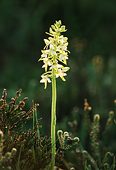 Lesser Butterfly Orchid (Platanthera bifolia) image ref 101
