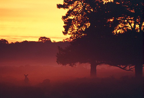Nature in the New Forest : Red Deer at Dawn