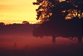 Red Deer at Dawn image ref 6