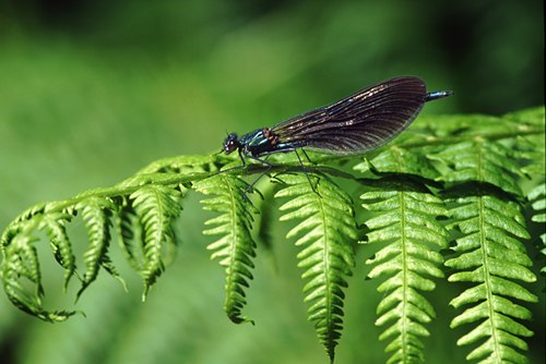 Nature in the New Forest : Beautiful Demoiselle (Calopteryx virgo)