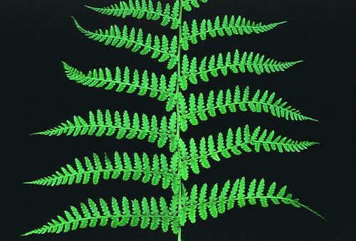 Nature in the New Forest : Fern Frond