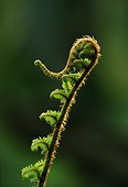 Unfurling Male Fern (Dryopteris filix-mas) image ref 93