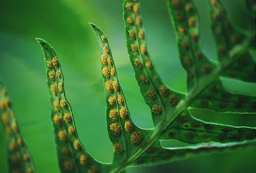 Nature in the New Forest : Common Polypody Spores (Polypodium vulgare)
