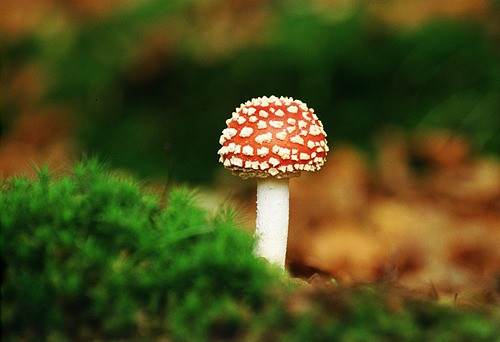 Nature in the New Forest : Fly Agaric (Amanita muscaria)
