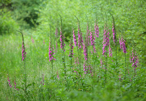 Nature in the New Forest : Foxgloves in Pondhead Inclosure