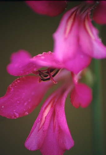 Nature in the New Forest : Wild Gladiolus closeup (Gladiolus illyricus)