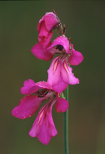 Nature in the New Forest : Raindrops on Wild Gladiolus (Gladiolus illyricus)
