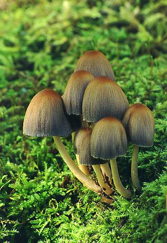 Nature in the New Forest : Glistening Ink Cap (Coprinus micaceus)