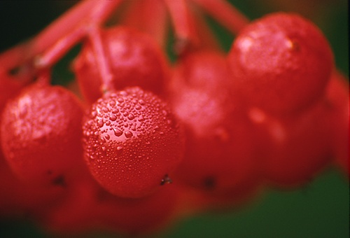 Nature in the New Forest : Dew on Guelder Rose Berries