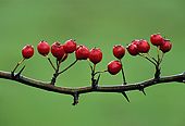 Hawthorn Berries (Crategus monogyna) image ref 9