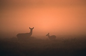 Red Deer Hind and Fawn in the Mist at First Light image ref 78
