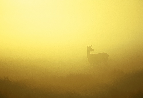 Nature in the New Forest : Red Deer Hind in the mist