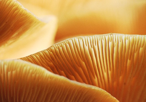 Nature in the New Forest : Honey Fungus Close-up (Armillaria mellea)