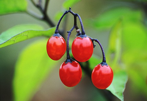 Nature in the New Forest : Bittersweet Berries (Solanum dulcamara)