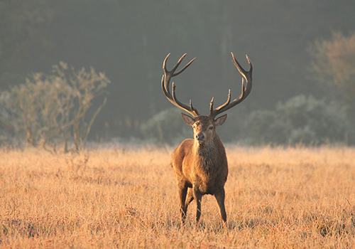 New Forest image: Red Deer Stag in the Frost
