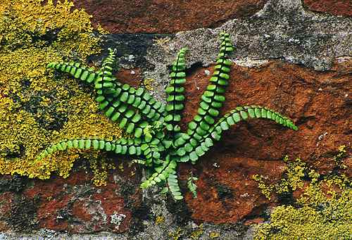 Nature in the New Forest : Maidenhair Spleenwort (Asplenium trichomanes)