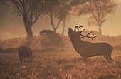 Red Deer Stag and Hind (Cervus elaphus) image ref 91