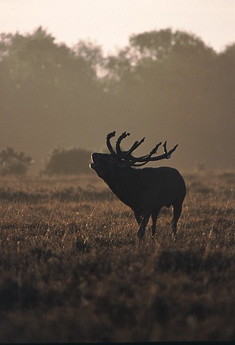 Nature in the New Forest : Bellowing Red Deer Stag (Cervus elaphus)