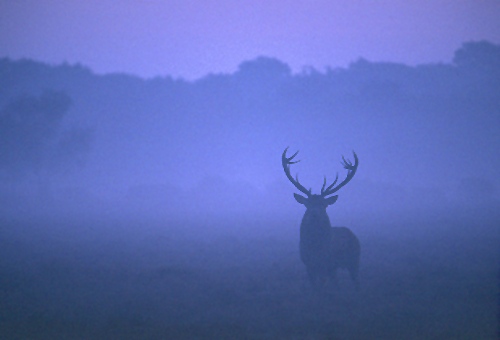 Nature in the New Forest : Red Deer Stag before Dawn (Cervus elaphus)