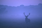 Red Deer Stag before Dawn (Cervus elaphus) image ref 60