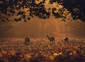 Red deer hinds in evening light image ref 164