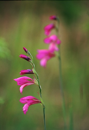Nature in the New Forest : Wild Gladioli (Gladiolus illyricus)