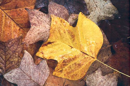 Nature in the New Forest : Wet Tulip Tree Leaves (Liriodendron tulipifera)