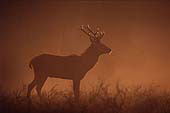 Young Stag in the Morning Mist image ref 218