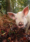 Inquisitive Pig in Bolderwood
image ref 290