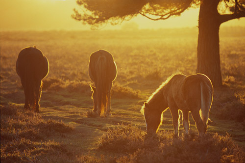 New Forest Ponies : Ponies in Golden Sunshine